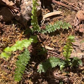 Photo of the plant species Ebony Spleenwort by @KeenBlackgem94 named Spike Leaves on Greg, the plant care app