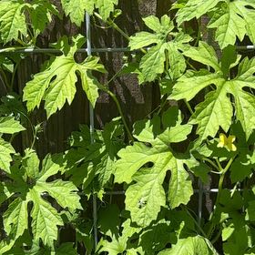 Photo of the plant species Bitter Apple by @RichWaterwheel named Huckleberry Fern on Greg, the plant care app