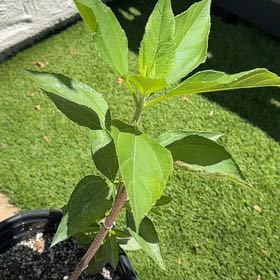 Photo of the plant species Jerusalem Artichoke by @RichWaterwheel named Kendall on Greg, the plant care app