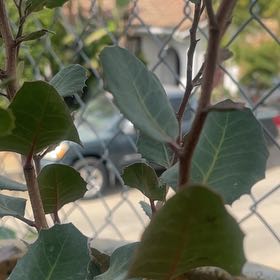Photo of the plant species Lemonade Sumac by @ShowyBonsaitree named Prince on Greg, the plant care app