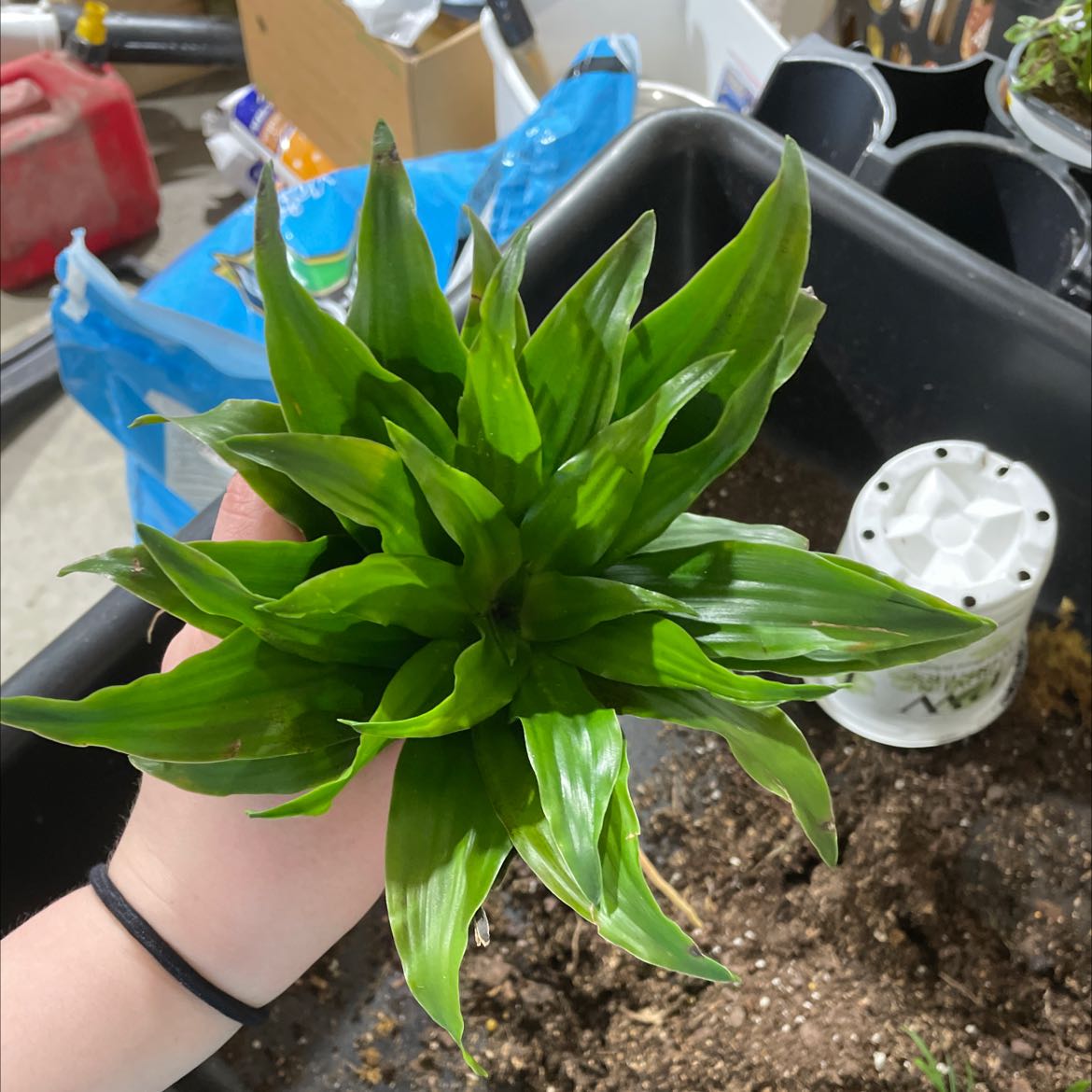 Healthy Cornstalk Dracaena plant with vibrant green leaves held by a person's hand, well-framed photo with plant as central focus.
