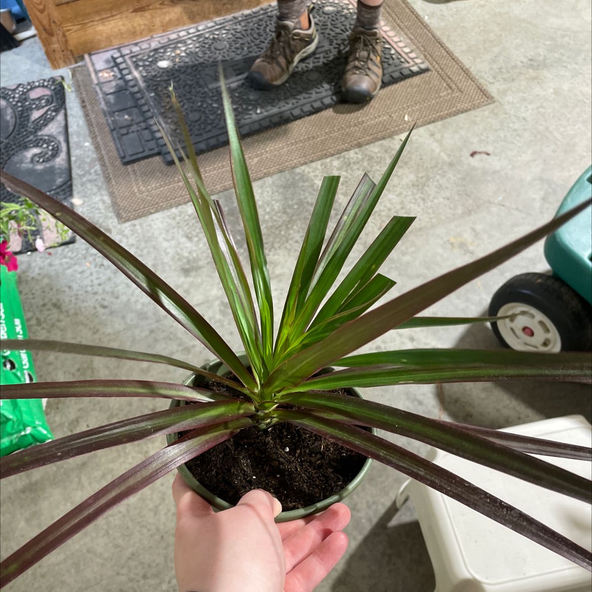 Hand holding a healthy variegated Song of India plant in a black nursery pot on a wooden workbench with gardening supplies.