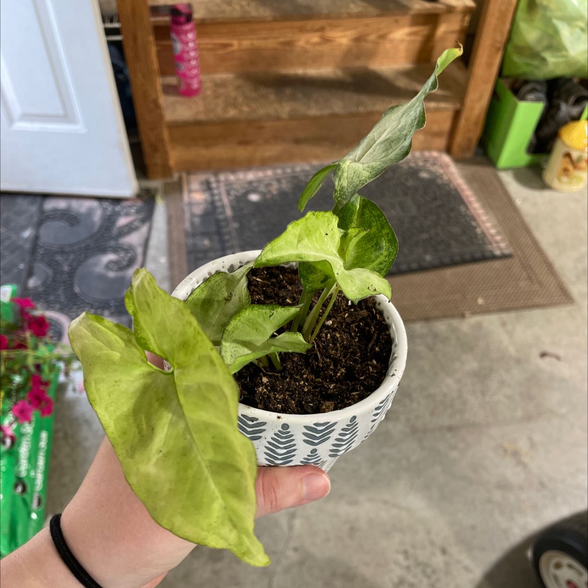 Hand holding a healthy potted Arrowhead Plant with glossy green and variegated arrowhead-shaped leaves.