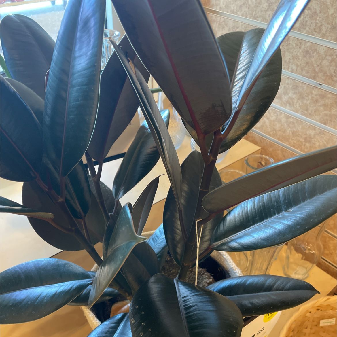Close-up of a healthy, glossy-leaved rubber plant with vibrant blue-green and burgundy coloring, thriving indoors.