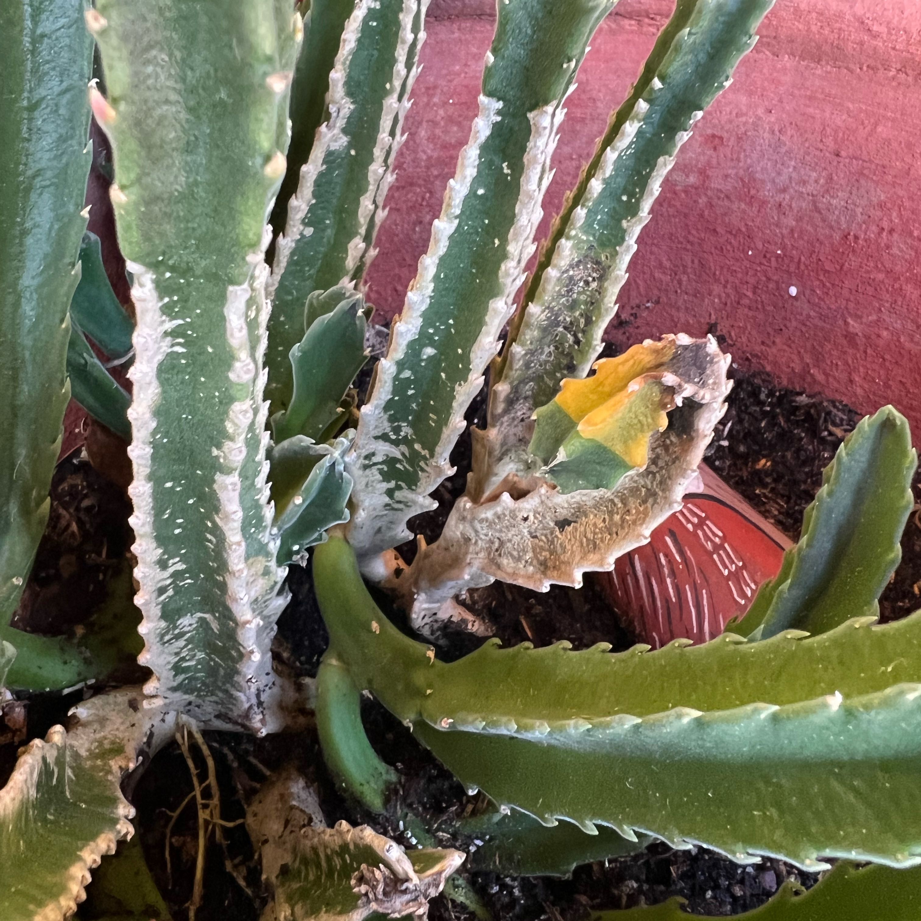 Photo of the plant species Zulu Giant by @VibrantCrassula named ChloroPhil on Greg, the plant care app