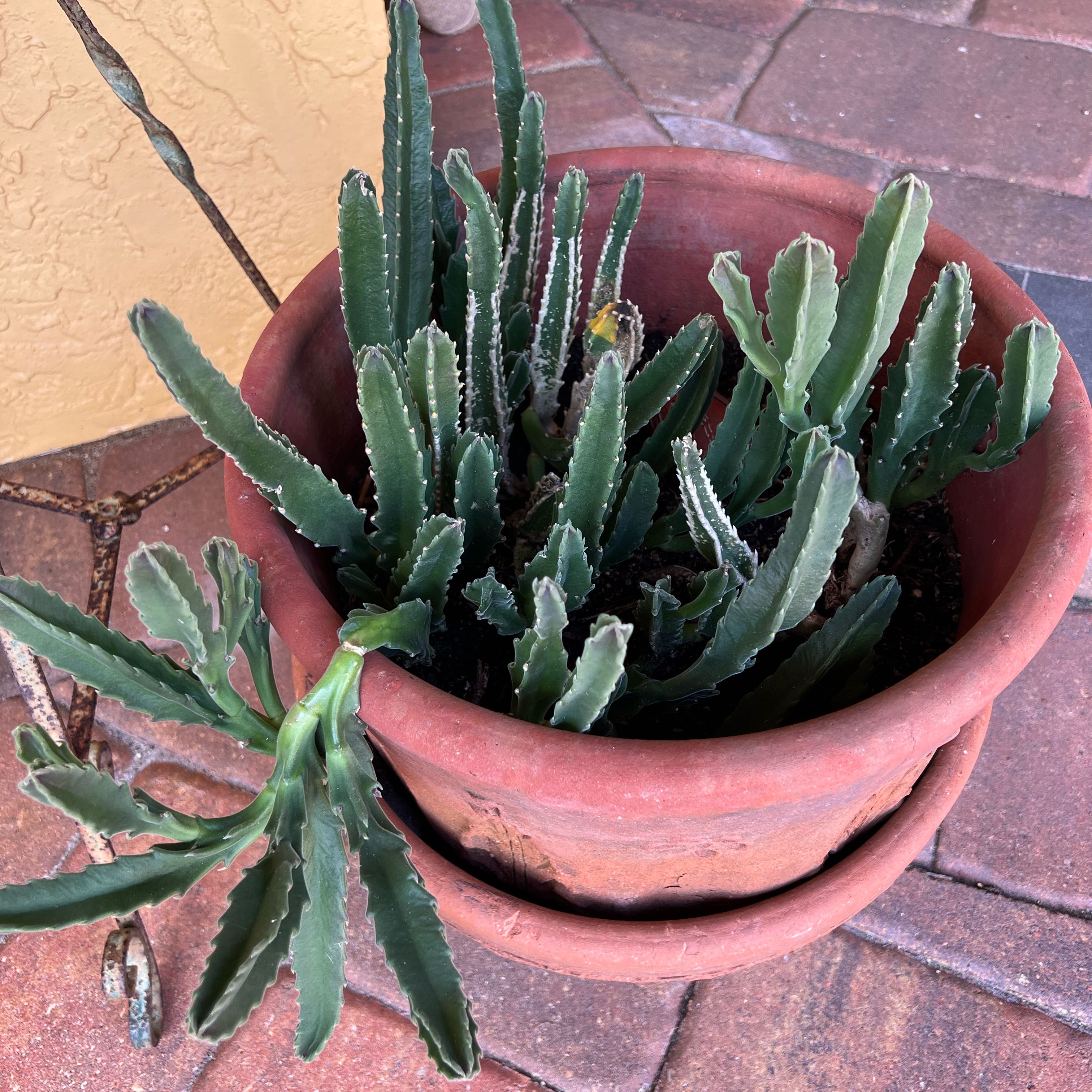 Photo of the plant species Zulu Giant by @VibrantCrassula named Rihanna on Greg, the plant care app