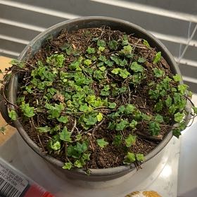 Photo of the plant species Miniature Oakleaf Fig by @RealDyerscroton named Cauldron on Greg, the plant care app