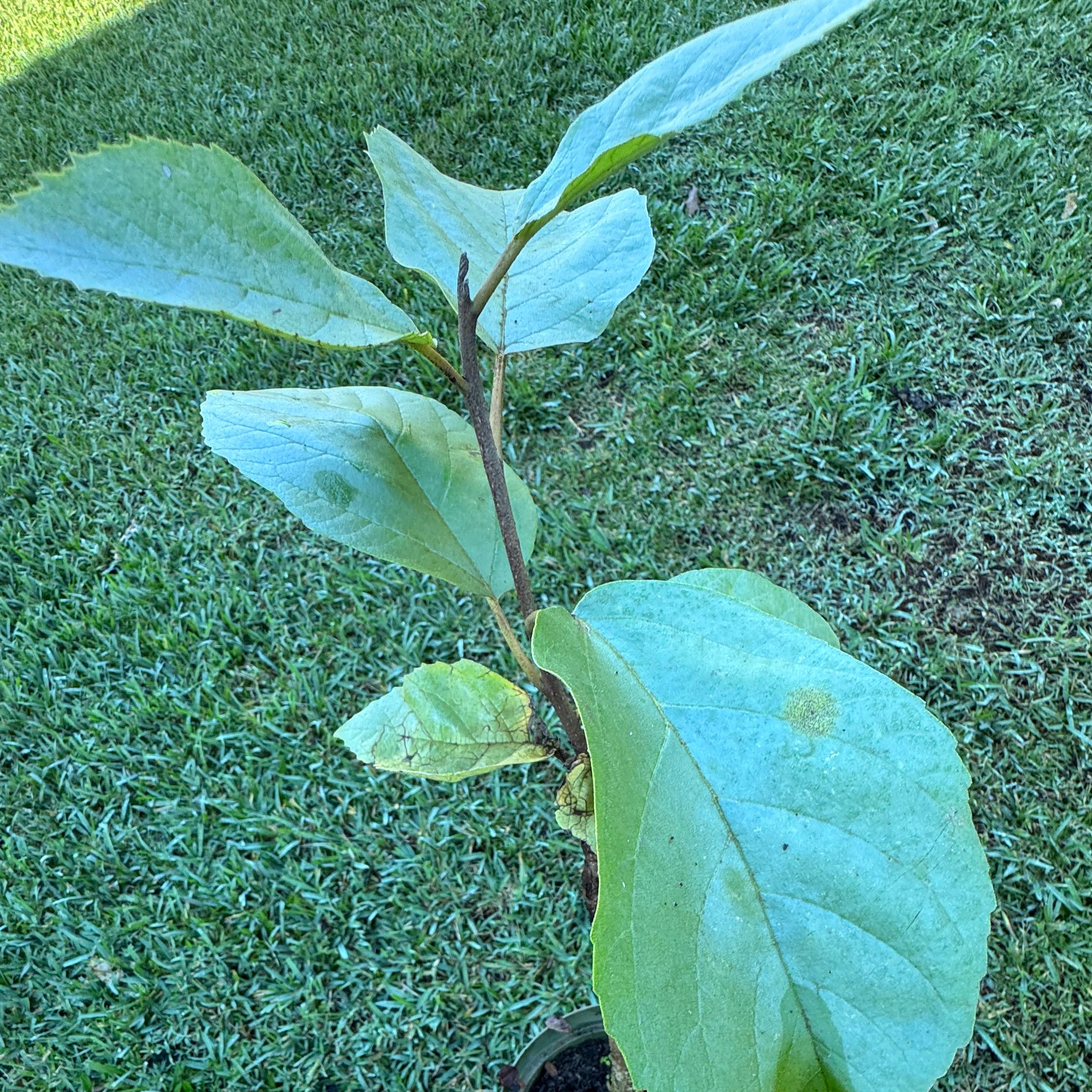 Photo of the plant species Spicebush by @FamedSmearwort named Surya on Greg, the plant care app