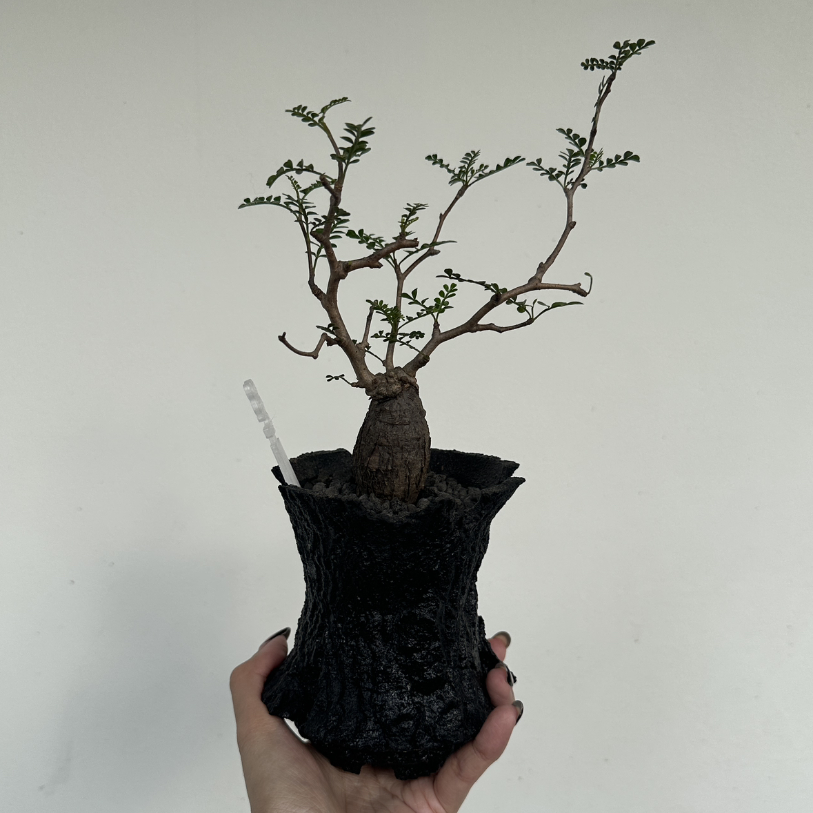 Photo of the plant species Pachypus by @chapras named Operculicarya Pachypus on Greg, the plant care app