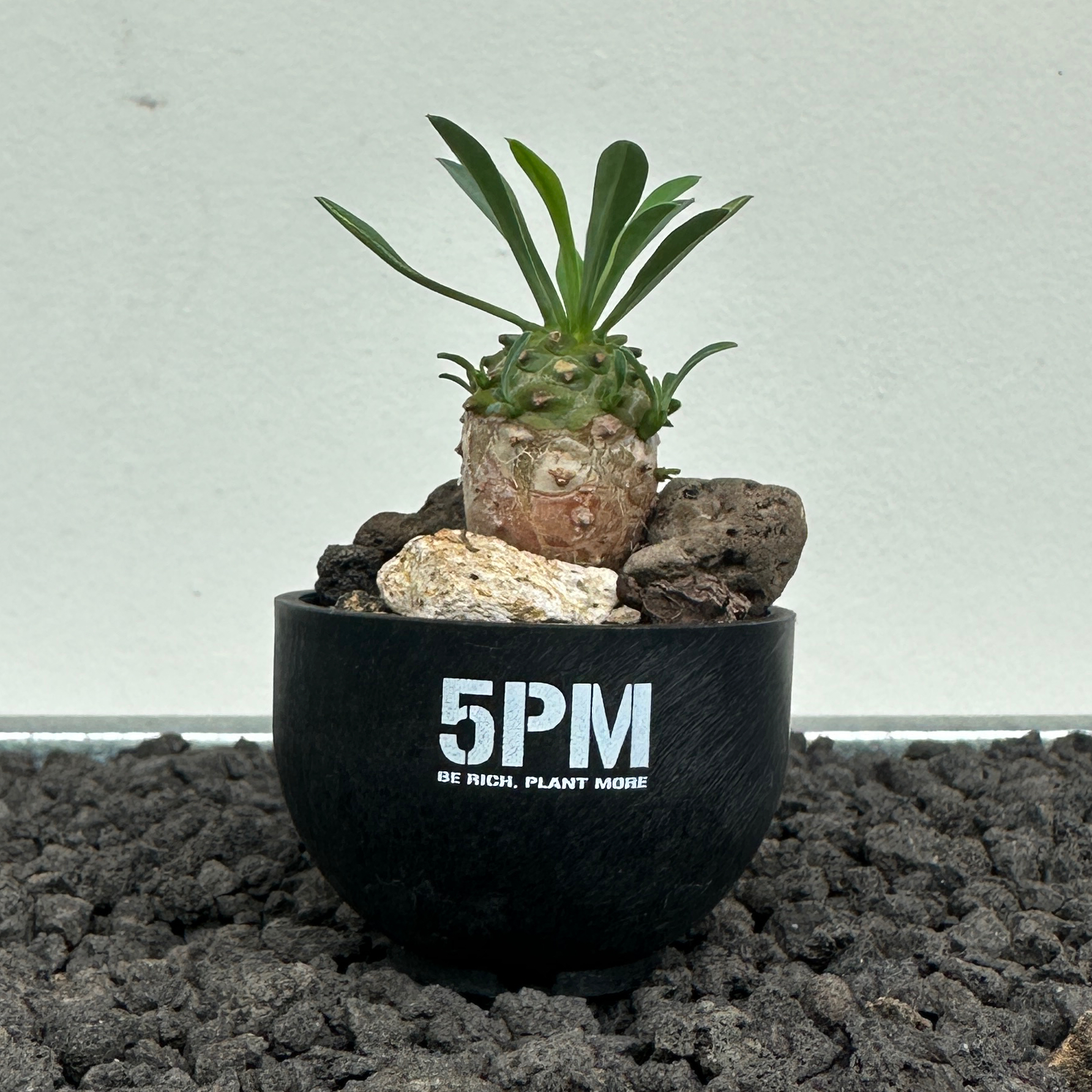 Photo of the plant species Euphorbia japonica by @chapras named Euphorbia Japonica on Greg, the plant care app