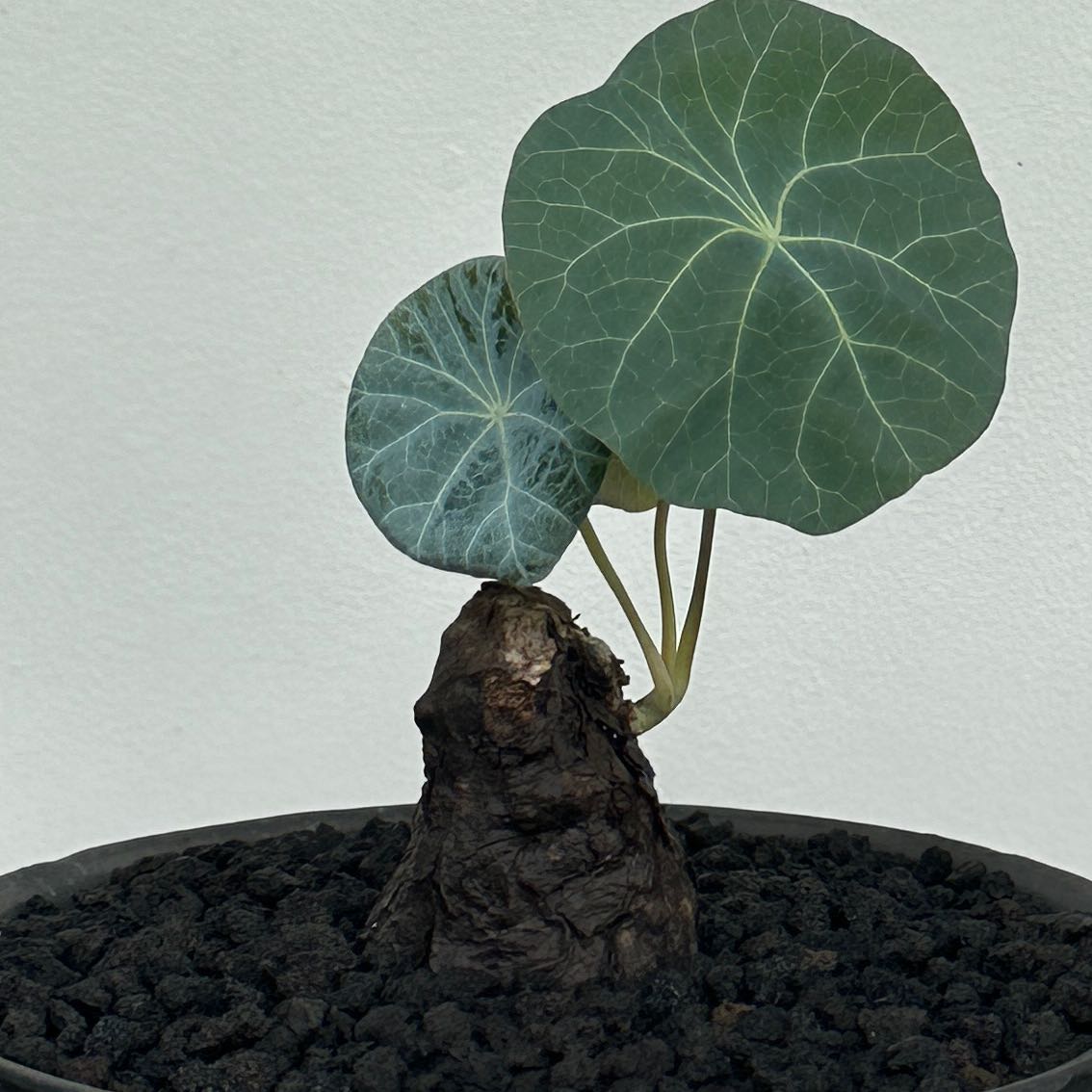 Photo of the plant species Stephania 'Nova' by @chapras named Stephania ‘Nova’ Kaweesakii on Greg, the plant care app