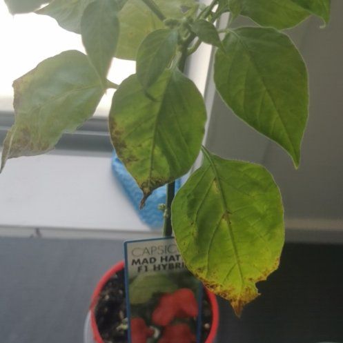 Photo of the plant species Mad Hatter Pepper by @RegalStarsedge named Gobi on Greg, the plant care app