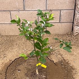 Photo of the plant species Eureka Lemon by @DearGoosegrass named Sol on Greg, the plant care app