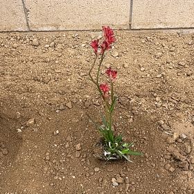 Photo of the plant species Kangaroo Paw 'Bush Pearl' by @DearGoosegrass named Treeyoncé on Greg, the plant care app
