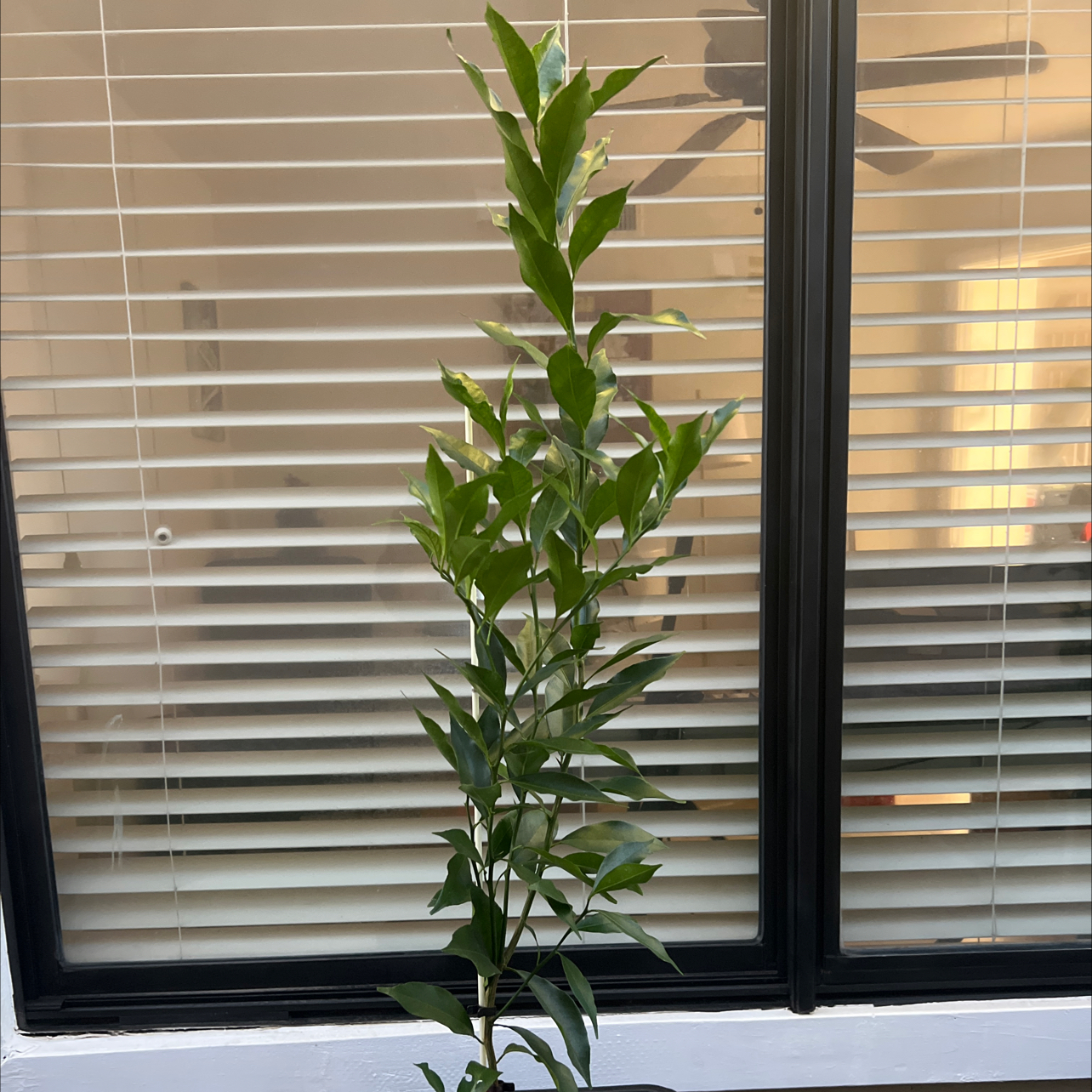 Photo of the plant species California Honey Mandarin Tree by @GentleWhitestar named Mandarin on Greg, the plant care app