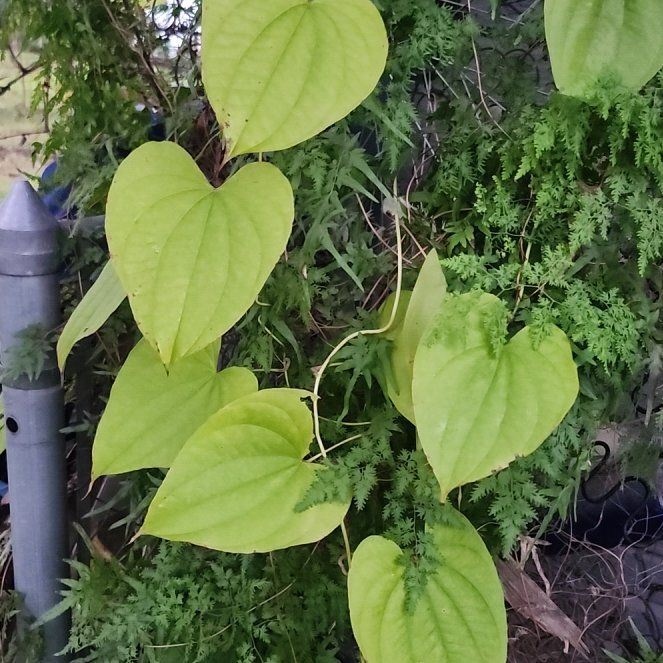 Photo of the plant species Wild Yam by @EthicalPetunia named Leonardo on Greg, the plant care app