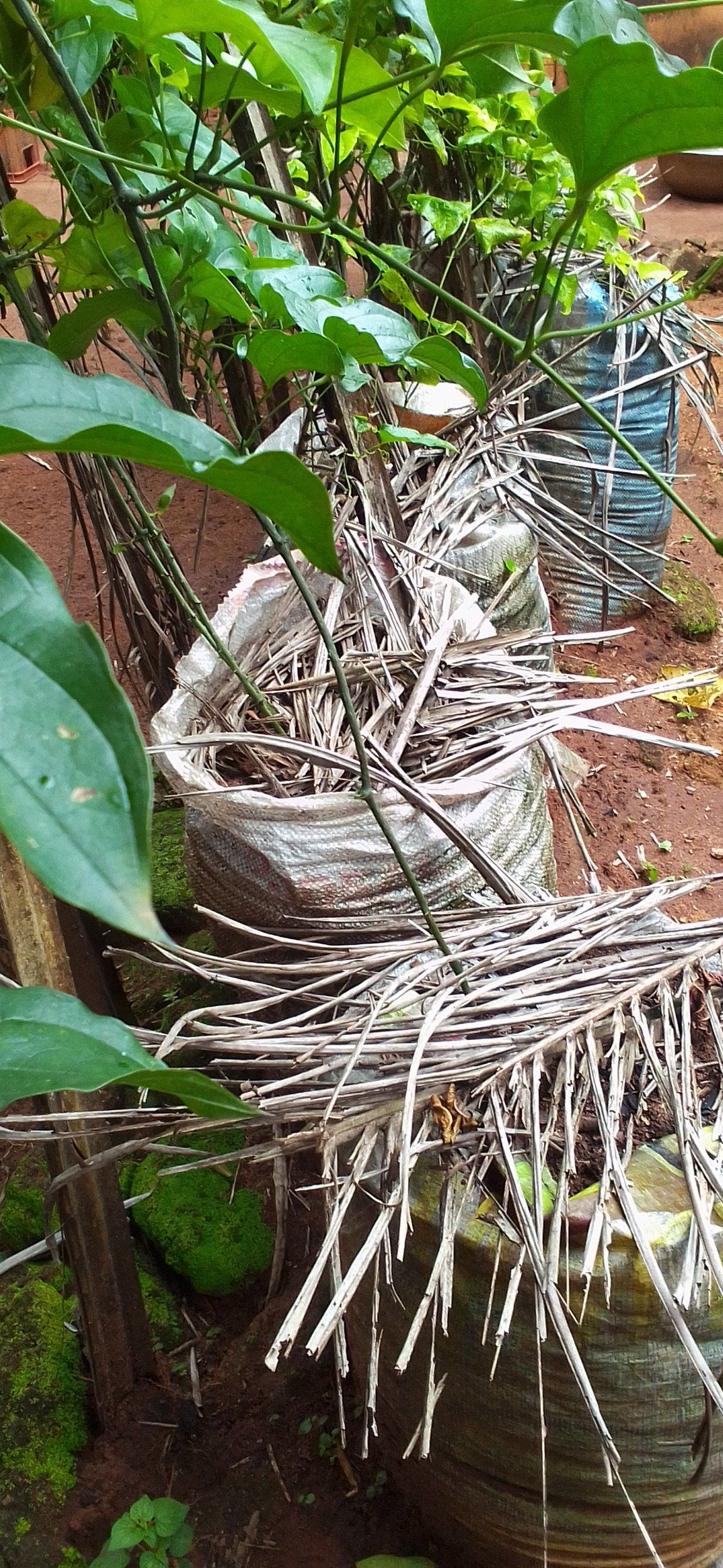 Photo of the plant species Yellow Yam by @GIG named Yam on Greg, the plant care app