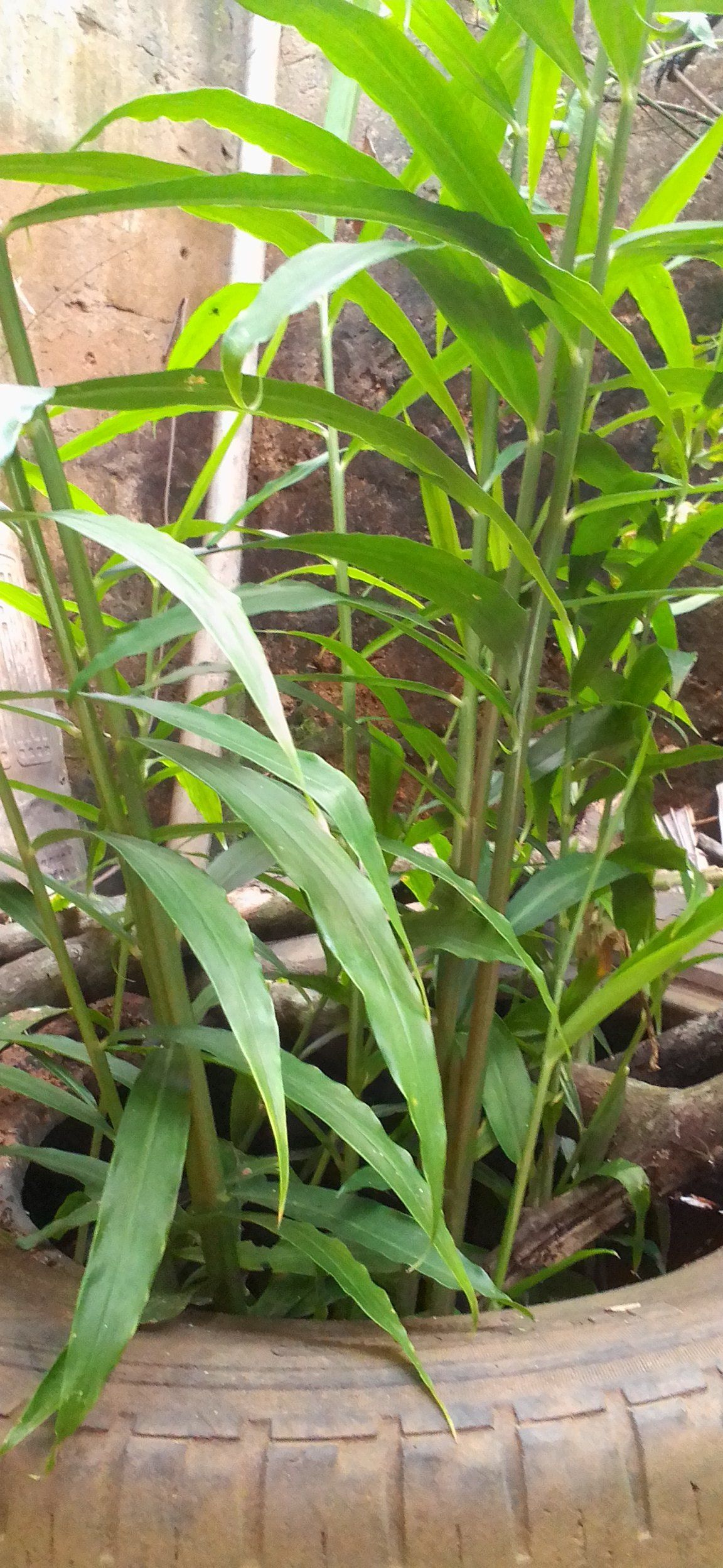 Photo of the plant species Giant Yellow Ginger by @GIG named Ginger on Greg, the plant care app