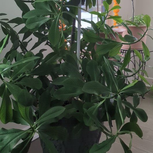 Photo of the plant species Rudraksha Tree by @BlossomingAgboy named Peter Parker on Greg, the plant care app