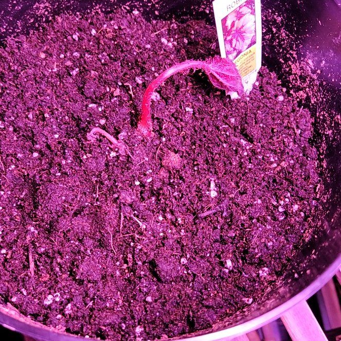 Photo of the plant species Begonia rex by @KookyStylomecon named Gomez on Greg, the plant care app