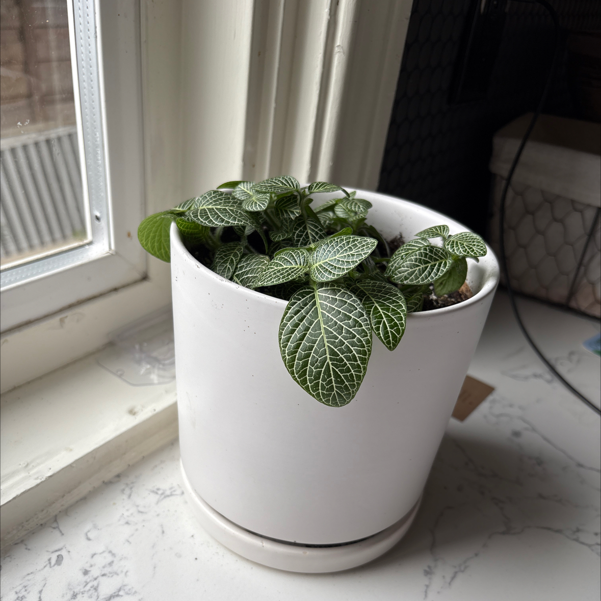 Photo of the plant species Minu White by @nworbdkire named Girlfrond on Greg, the plant care app