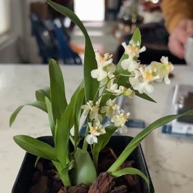 Photo of the plant species 'Fantasy' by @nworbdkire named Mollie on Greg, the plant care app