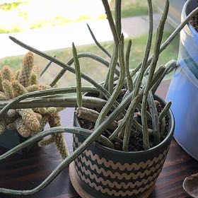 Photo of the plant species Arizona Queen-of-the-Night by @nworbdkire named Shakira on Greg, the plant care app