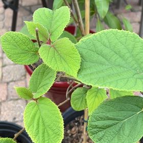 Photo of the plant species Kiwi Fruit by @WillShihuorchid named Fernie Saunders on Greg, the plant care app