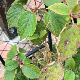 Photo of the plant species Kiwi Fruit by @WillShihuorchid named Harper on Greg, the plant care app