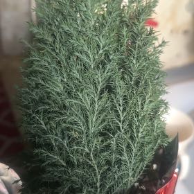 Photo of the plant species False Cypress 'Elwoodii' by @MagicalGrandfir named Eva on Greg, the plant care app