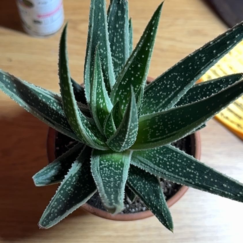 Photo of the plant species Gasteria Green Ice by @RegalAutumnsage named ChloroPhil on Greg, the plant care app