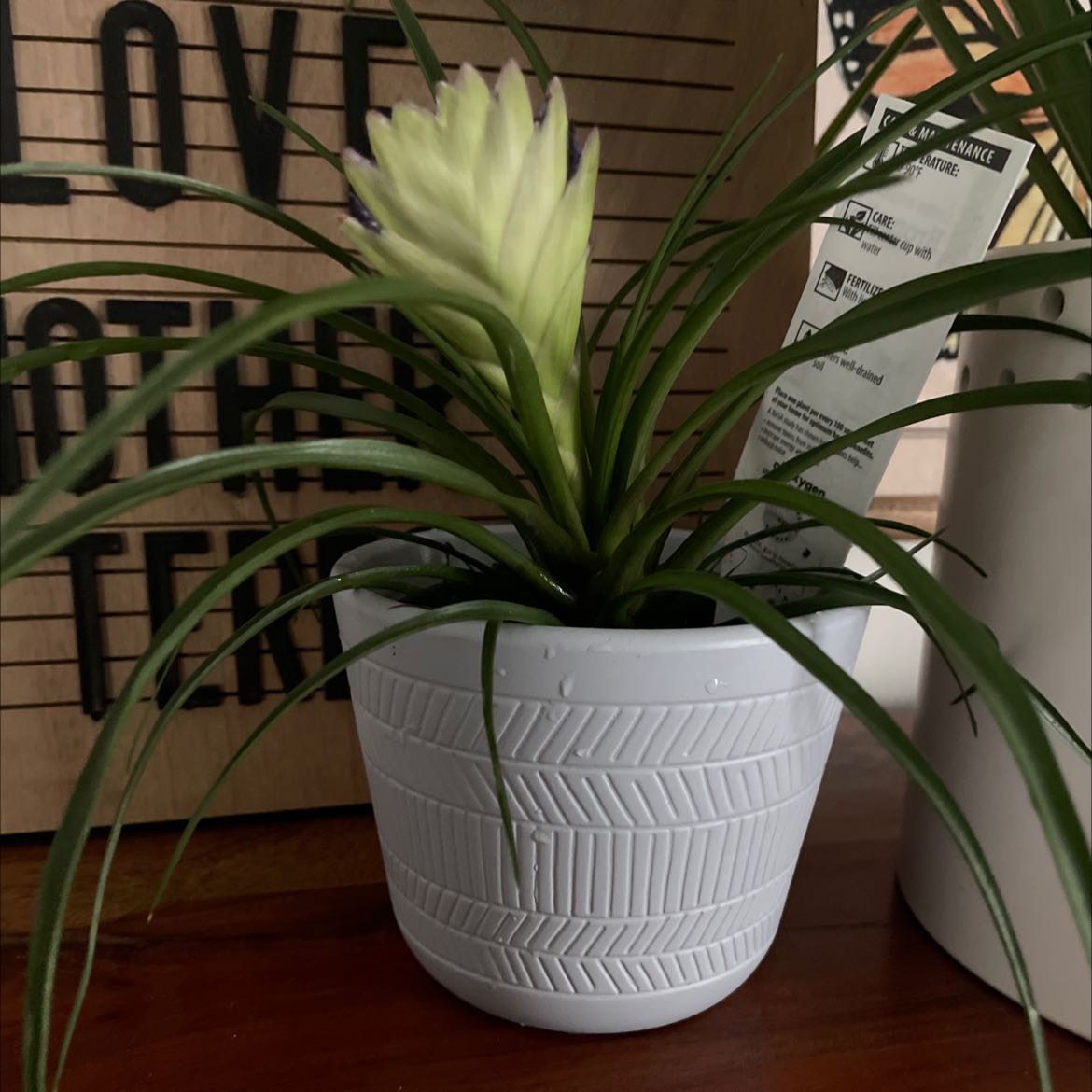 Pink Quill plant in a white pot with a healthy appearance and no visible health issues.
