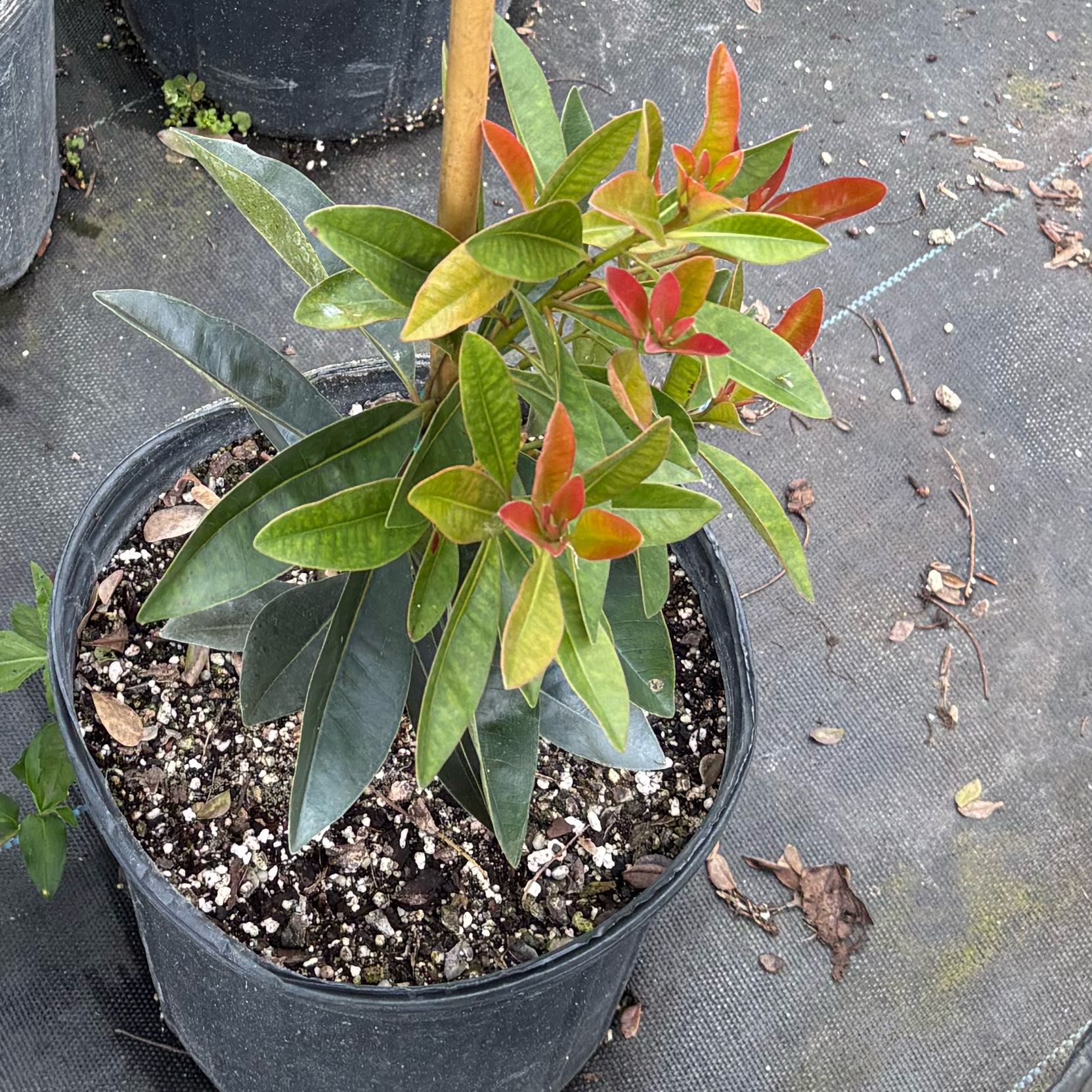 Photo of the plant species Red Penda by @SportyBroom11 named Marley on Greg, the plant care app