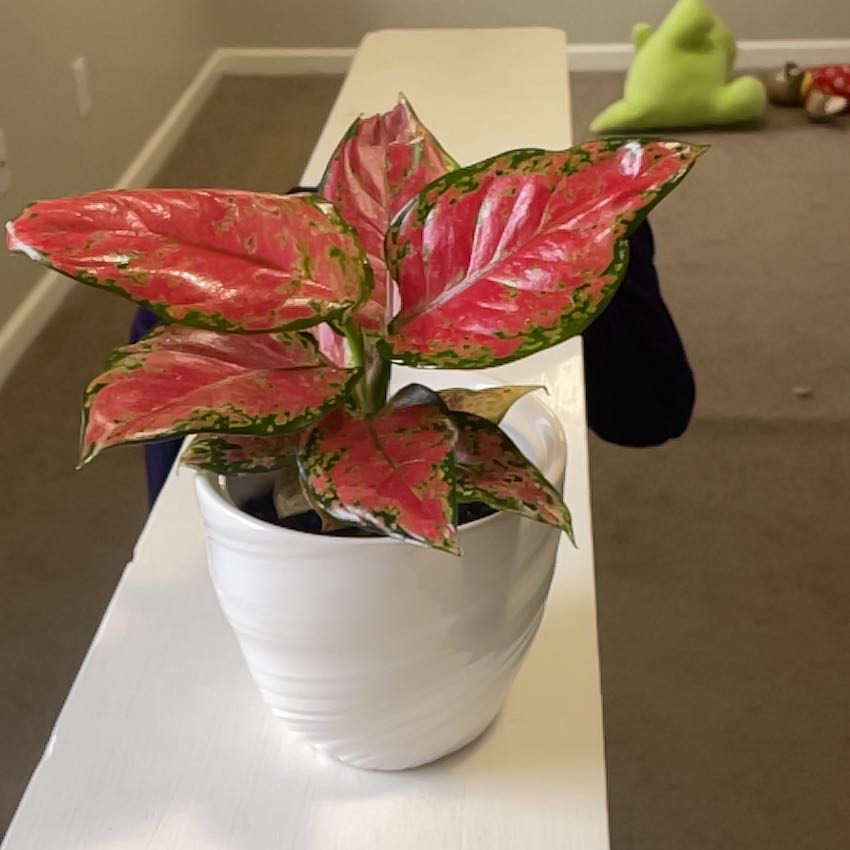 Photo of the plant species Anglaonema Black Maroon by @ZingPaddleplant named Maya on Greg, the plant care app