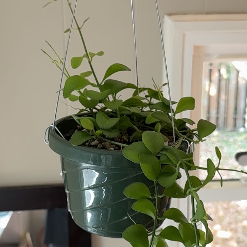 Photo of the plant species Dischidia formosana by @RealDesertbells named Diana on Greg, the plant care app