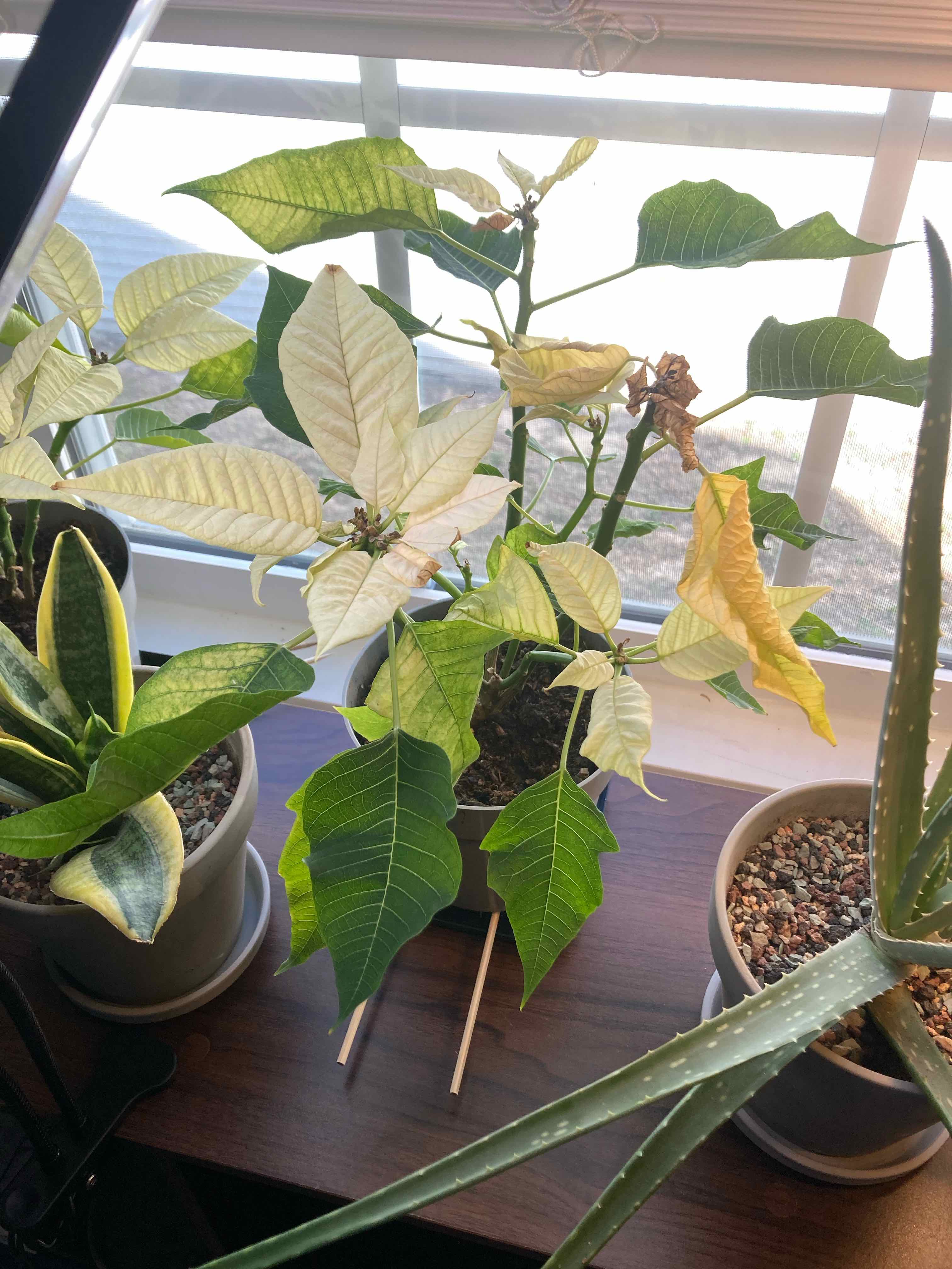 Photo of the plant species White Poinsettia by @UberKangaroopaw named Oscar on Greg, the plant care app