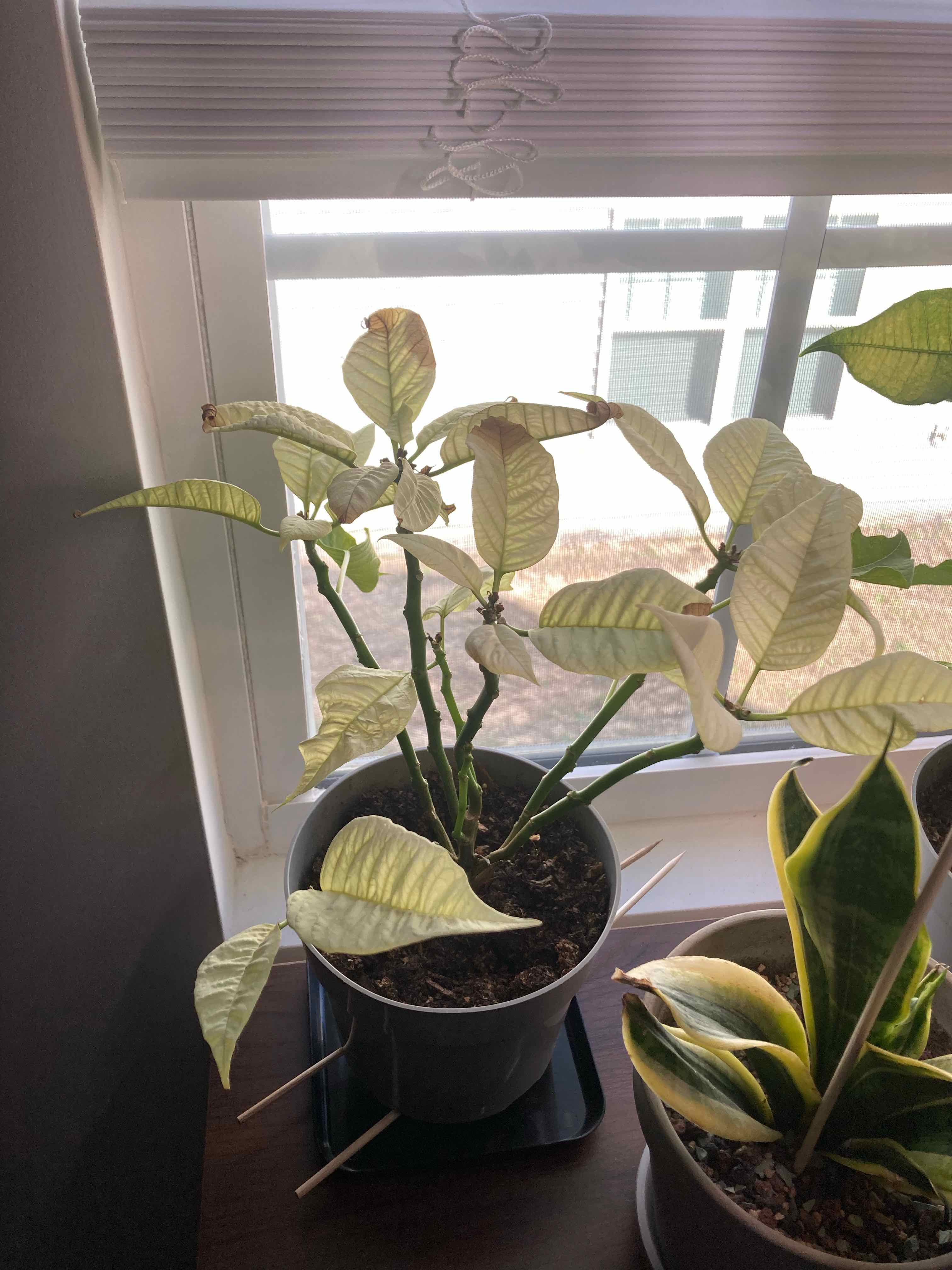 Photo of the plant species White Poinsettia by @UberKangaroopaw named Ernest on Greg, the plant care app