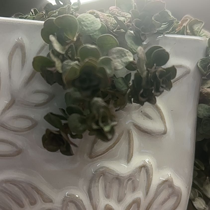 Photo of the plant species Sedum 'Coral Reef' by @StoriedSquash named Cleopatra on Greg, the plant care app