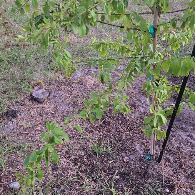 Photo of the plant species Sweet Memory Duranta by @TryAutumnfern66 named Sir Plancelot on Greg, the plant care app