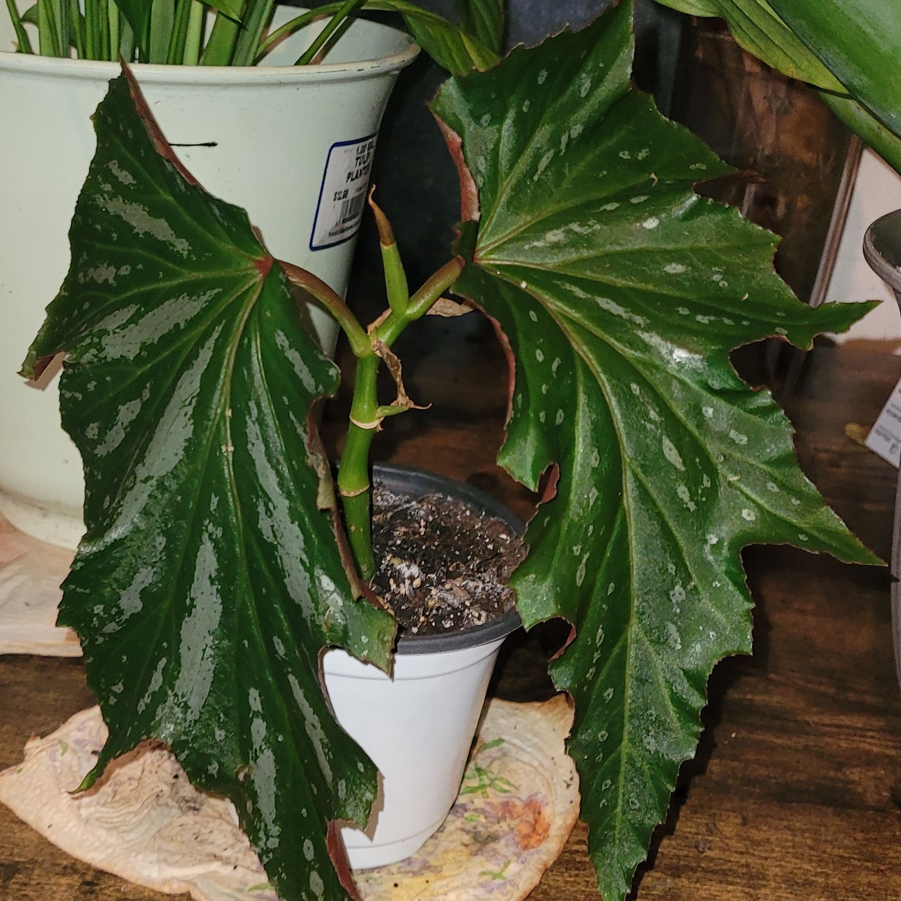 Photo of the plant species Begonia 'Sophie Cecile' by @DinkumEncina95 named Angel on Greg, the plant care app