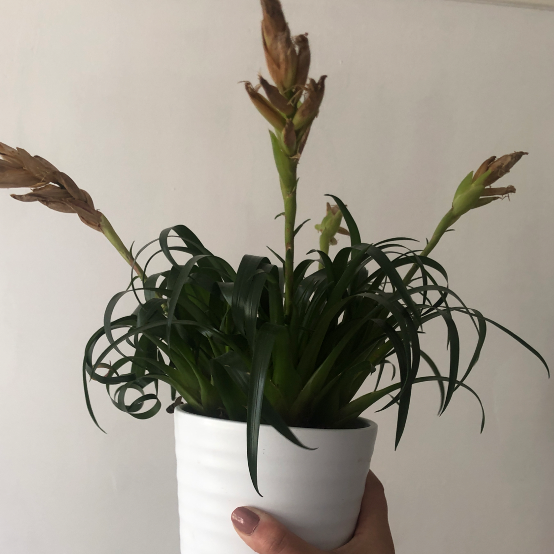 Plant care for Aechmea fasciata 'Primera' on Greg, the plant care app