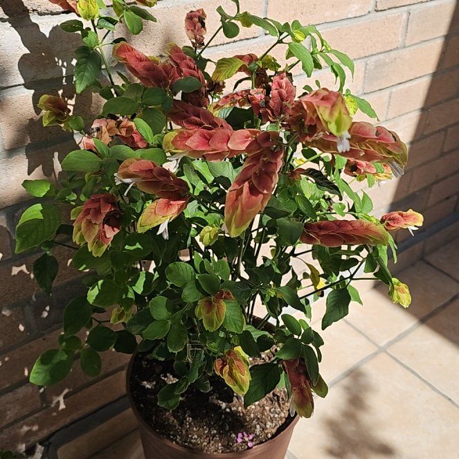 Photo of the plant species Shrimp Plant by @MarMarOfMystery named Denali on Greg, the plant care app