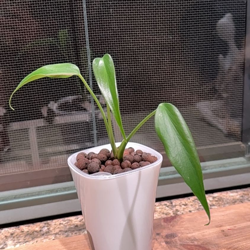 Photo of the plant species Philodendron Burle Marx by @BossPeterscress named Muhammad Ali on Greg, the plant care app