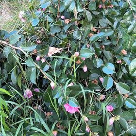 Photo of the plant species Camellia by @TrueTrumpettree named Gobi on Greg, the plant care app