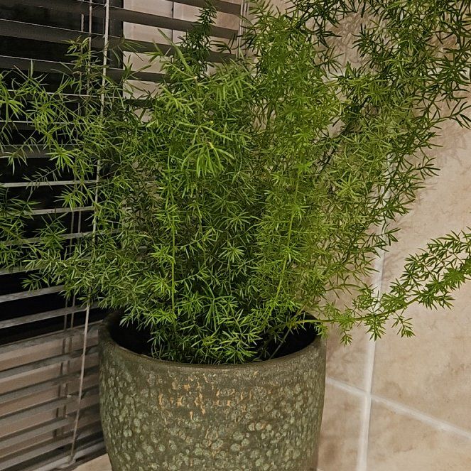 Photo of the plant species Myers Asparagus Fern by @Flip named Huckleberry Fern on Greg, the plant care app