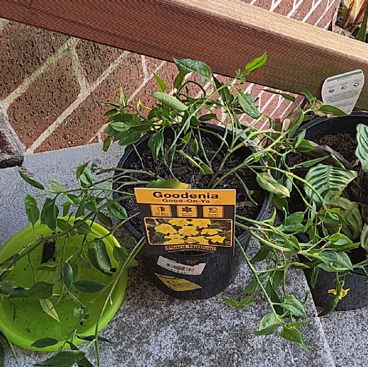Photo of the plant species Hop Goodenia by @LaudableCaraway named Taylor Swift on Greg, the plant care app