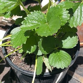 Photo of the plant species Strawberry 'Delizz' by @GreatChamisa21 named Strawb 1 Full on Greg, the plant care app