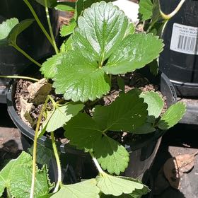 Photo of the plant species Strawberry 'Delizz' by @GreatChamisa21 named Delizz 2 on Greg, the plant care app