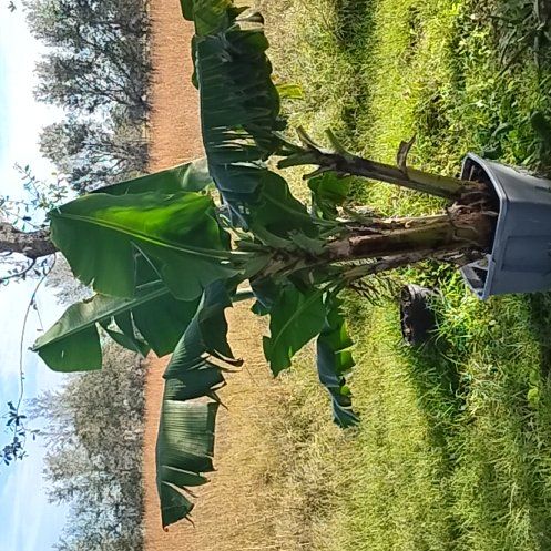 Photo of the plant species Nino by @FamedDatepalm5 named Queen on Greg, the plant care app