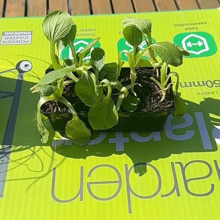 Photo of the plant species Bok Choy by @HotLimesparkler named Oscar on Greg, the plant care app